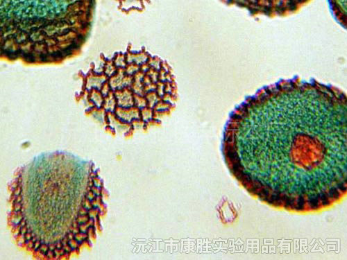 植物類(lèi)組織